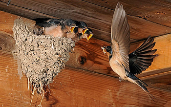 Barn Swallows at Nest, barn, birds, swallows, animals, nest HD wallpaper