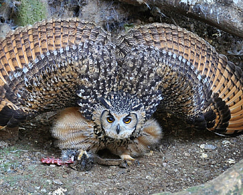 Owl Flapping Wings, animal, wings, prey, flapping, owl, predator HD wallpaper