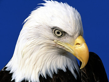 Animals, Birds, Eagles HD wallpaper