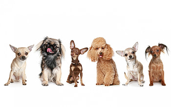 Puppies, animal, dog, puppy, white, poodle, chihuahua HD wallpaper