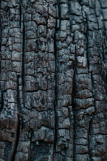 Wood, Tree, Texture, Textures, Angle, Corner HD phone wallpaper