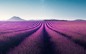 Farm violet flowers landscape, Lavender nature HD wallpaper