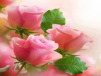 Pink Roses, green leaves, petal, nice HD wallpaper