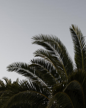 Nature, Leaves, Plant, Palm, Branches HD phone wallpaper