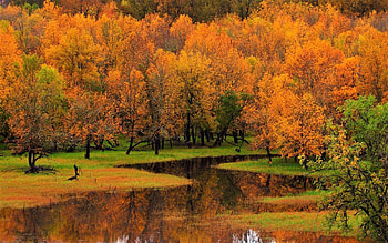 Autumn Forest, Nature, Autumn, Forest, tree HD wallpaper