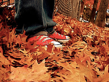 Nature, Autumn, Leaves, Sneakers, Shoes HD wallpaper
