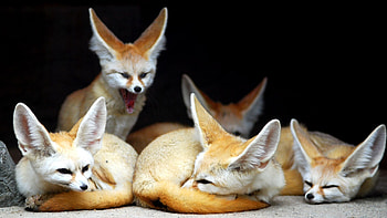 Animals, Fox, Family, Fenech, To Yawn, Yawn, Eared HD wallpaper