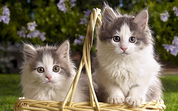 Super cute kitten , delight, Adorable feline friends, Perfectly fluffy HD wallpaper
