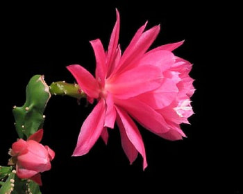 Soft Pink Flower, soft, pink, nature, flower HD wallpaper