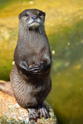 Otterly fun ideas, Otter love, Baby otter fascination, Cute animal inspiration HD phone wallpaper