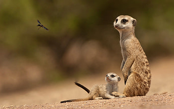 Meerkats , , Meerkat baby HD wallpaper