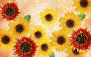 Plants, Flowers, Sunflowers HD wallpaper