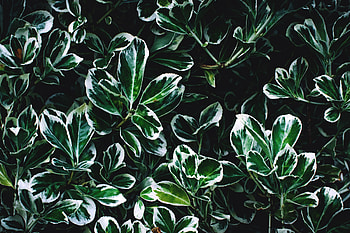 Leaves, green and white leaves, close up HD wallpaper