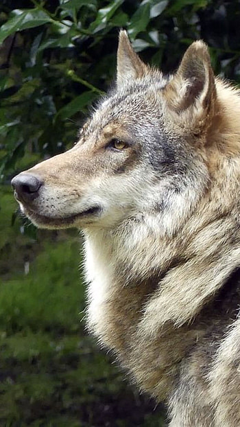 Wolf, Light Brown HD phone wallpaper