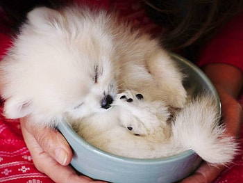 LITTLE DOG, LITTLE, CUTE, DOG HD wallpaper