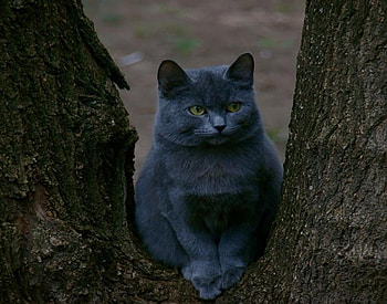Snug Fit, bough, grey, thinking, cat, watching, treetrunk HD wallpaper
