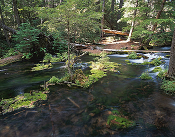 Nature, Rivers, Trees, Forest, Flow, Moss HD wallpaper