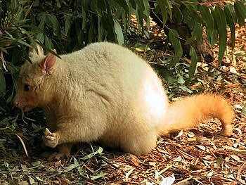 golden possum, new zealand, australia HD wallpaper
