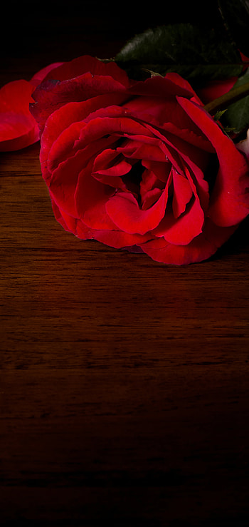 Red Rose and Rose Petals, nature, rose HD phone wallpaper