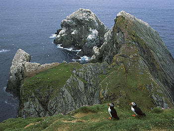 Nature, Pinguins, Seagulls, Rocks, Shore, Bank, Ocean HD wallpaper