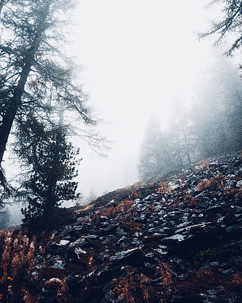 Nature, Trees, Stones, Fog, Slope HD phone wallpaper