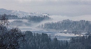 Winter, Nature, Trees, Snow, Fog, Fir, Switzerland HD wallpaper