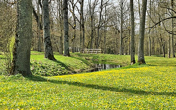 Spring in Park, trees, Latvia, spring, park HD wallpaper