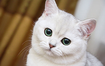Animals, Muzzle, Nice, Sweetheart, White Cat HD wallpaper