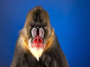 Cool Monkey, cool, cute, monkey HD wallpaper