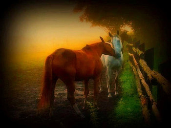 Horses on a foggy morning, morning, animals, nature, misty, Horses HD wallpaper