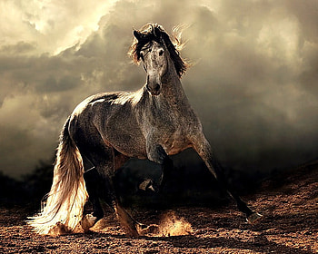 Wild beauty, horse, grey black white, galloping, stallion, , cloudy sky, wild, dappled HD wallpaper