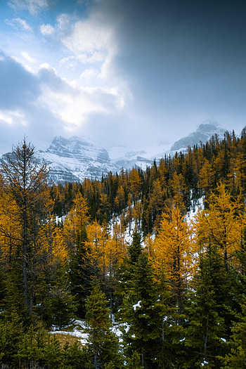 Landscape, Nature, Mountains, Snow, Forest, Snow Covered, Snowbound HD phone wallpaper