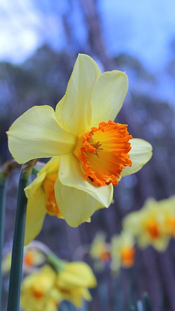 Daffodil, Yellow Flower HD phone wallpaper