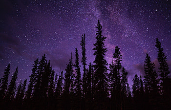 Nature, Trees, Stars, Starry Sky, Spruce, Fir HD wallpaper