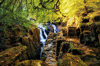 Stream in jungle, in, Forest, Stream, nature, jungle HD wallpaper
