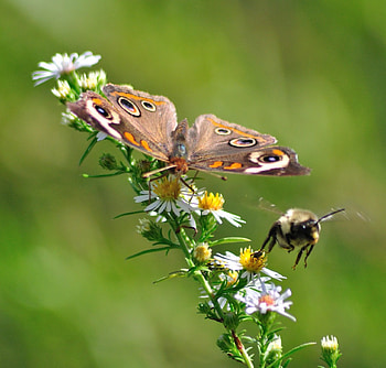 Insects pollinating together, nectar, flowers, butterfly, bee HD wallpaper