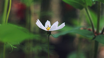 Flower, Plant, Macro, Petals, Bloom, Flowering HD wallpaper