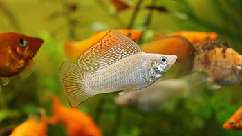 Sailfin molly, Fish HD wallpaper