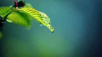 Leaves, Plant, Macro, Branch, Greased, Smeared HD wallpaper