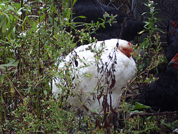 April Puffed Out, puffed, chicken, farm, white HD wallpaper