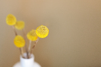 Plants, Flowers, Minimalism, Vase HD wallpaper
