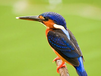Beautiful Bird, colors, beautiful, bird HD wallpaper