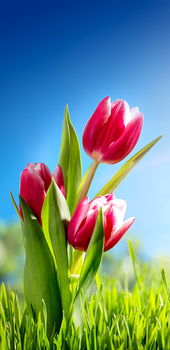 Earth tulip, Nature's marvel, Floral beauty, Blooming wonder HD phone wallpaper