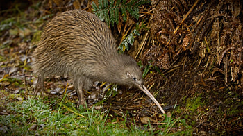 Project Mtauranga, Bringing the kiwi back, Video, Weird Animals HD wallpaper