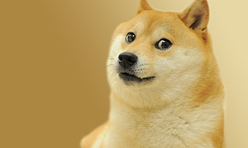Dog - Doge</b HD wallpaper