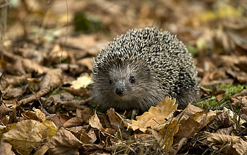 Animals, Hedgehogs HD wallpaper