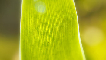 Macro, Lines, Sheet, Leaf HD wallpaper