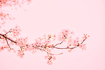 Blossom Flower Plant , blossom, flowers HD wallpaper
