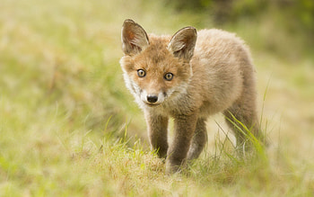 Animals, Grass, Fox, Young, Sight, Opinion, Joey HD wallpaper