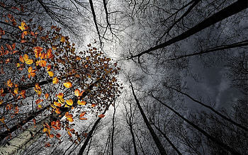 Canopy of Trees in Autumn, Trees, Fall, Nature, Autumn, Clouds, Sky HD wallpaper